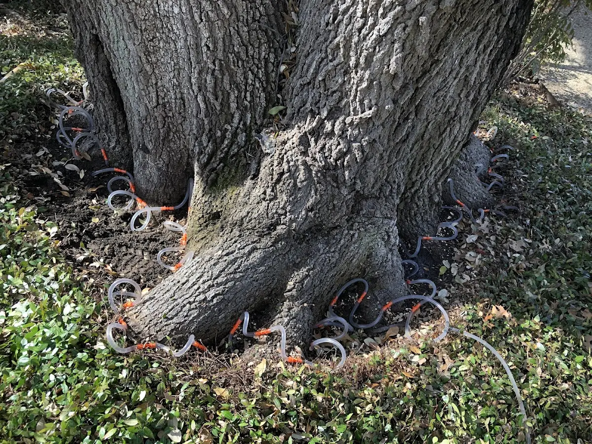 Detailed Shrub and Hedge Trimming job site in Custer
