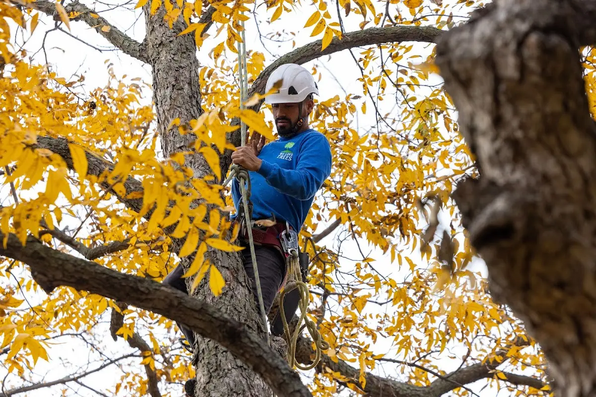 Skilled Dead Tree Removal crew working in Custer
