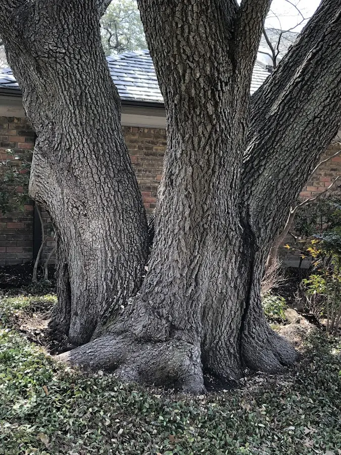 Mature heritage tree close to a Custer property cared for by certified arborists